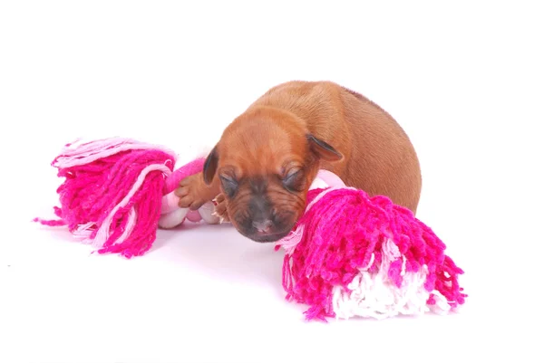 Puppy with dog toy — Stock Photo, Image
