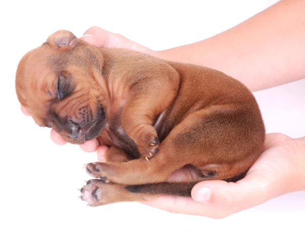 Chiot nouveau-né dans les mains de l'enfant — Photo