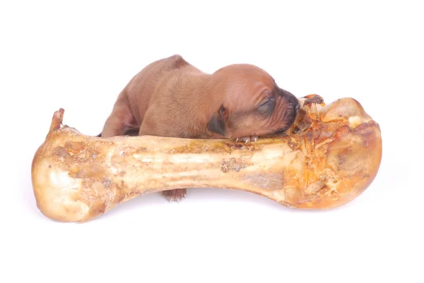 Hundewelpe mit großem Knochen — Stockfoto