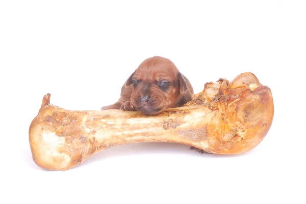 Dog puppy with big bone — Stock Photo, Image