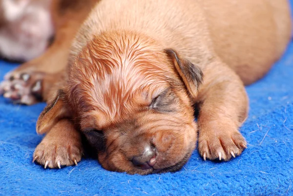 Newborn puppy portrait — Stock Photo, Image