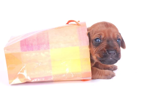 Filhote de cachorro no saco do presente — Fotografia de Stock