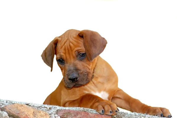 Cute little puppy on white — Stock Photo, Image