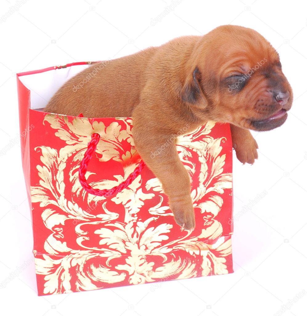 Puppy in gift bag
