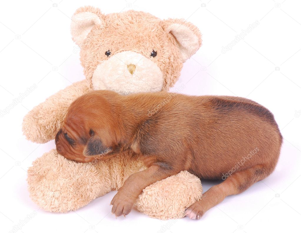 Puppy sleeping on teddy bear