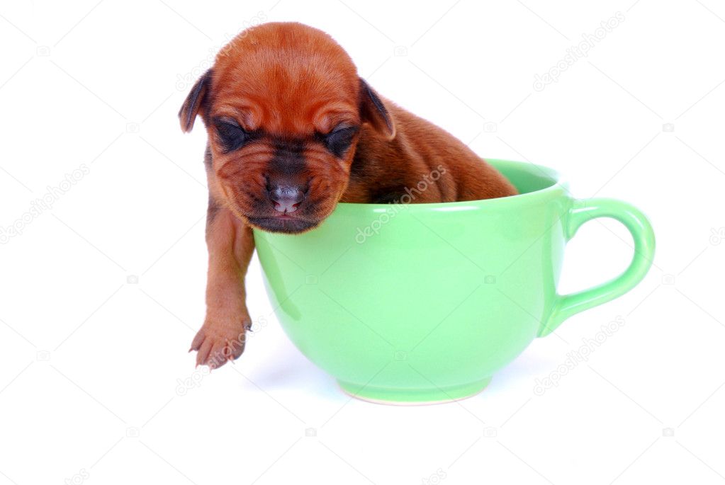 Puppy sleeping in mug