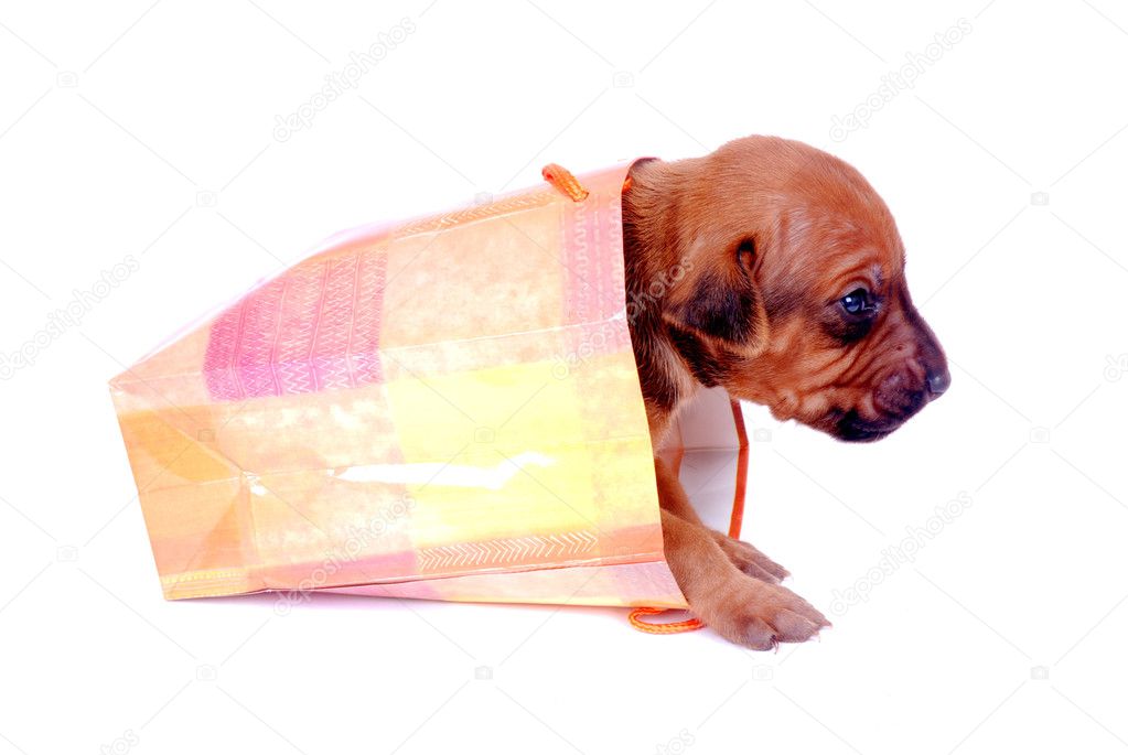 Puppy crawling out of gift bag