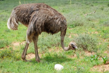 African ostrich clipart