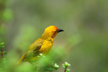 Afrika weaver kuş