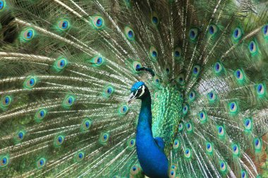 Blue peacock clipart