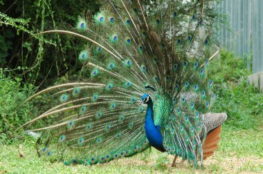 Blue Peacock clipart