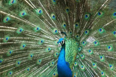 Colorful peacock clipart