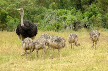 Ostrich family clipart