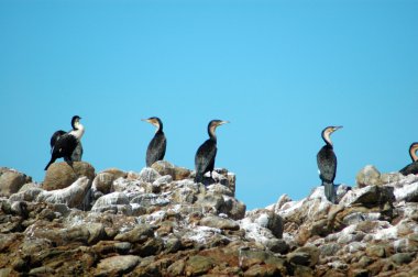 Cormorant family clipart
