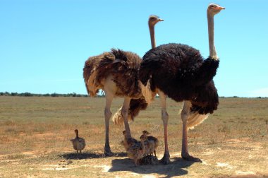 Ostrich family clipart