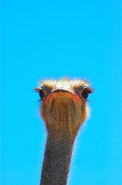 Ostrich face clipart