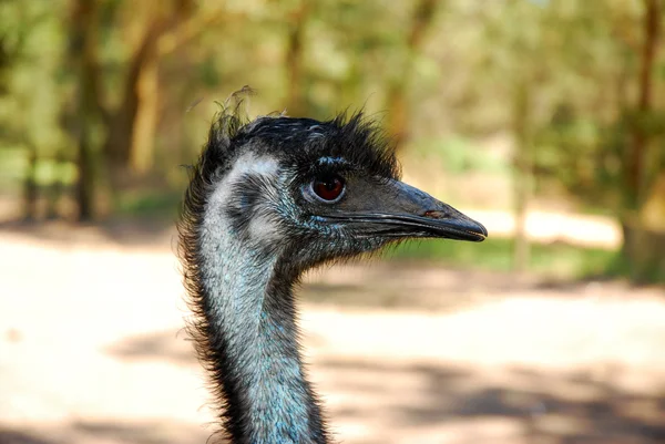 Emu da Austrália — Fotografia de Stock
