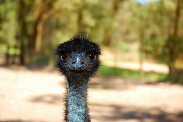 Emu em um parque — Fotografia de Stock