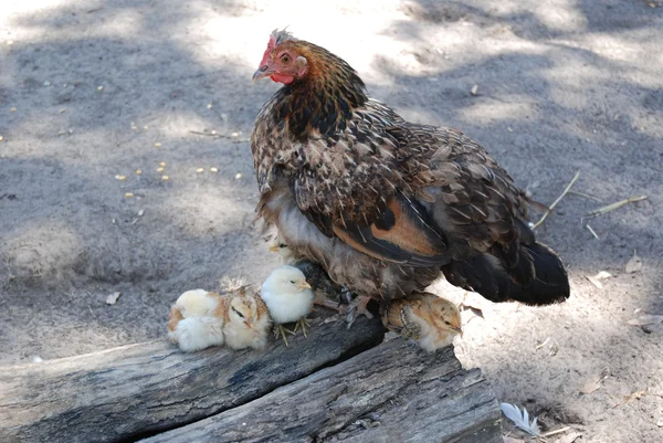 Hen with chicken chicks — Stock Photo, Image