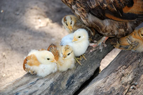 Κοτόπουλο νεοσσών — Φωτογραφία Αρχείου