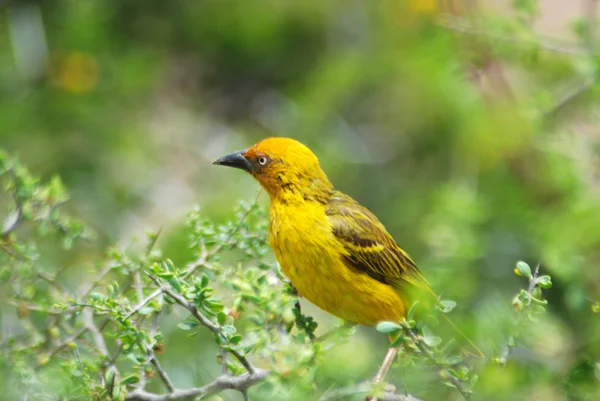 stock image African Weaver bird