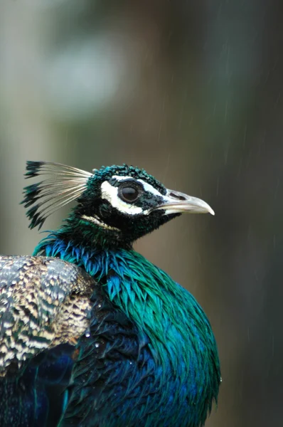 Blue peacock profile — Stock Photo, Image