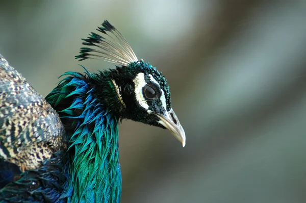 Yağmurda peacock — Stok fotoğraf