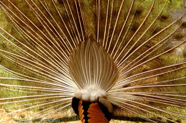 Peacock back — Stock Photo, Image