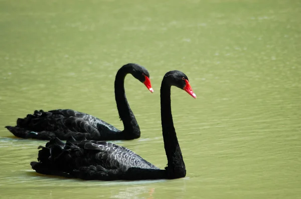 Back swans — Stock Photo, Image