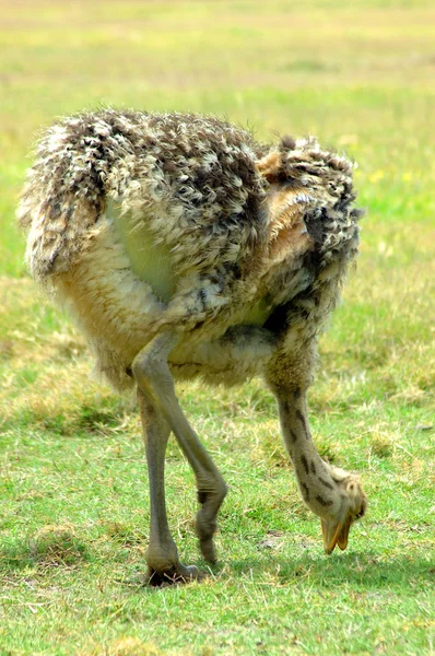 Ostrich chick — Stock Photo, Image
