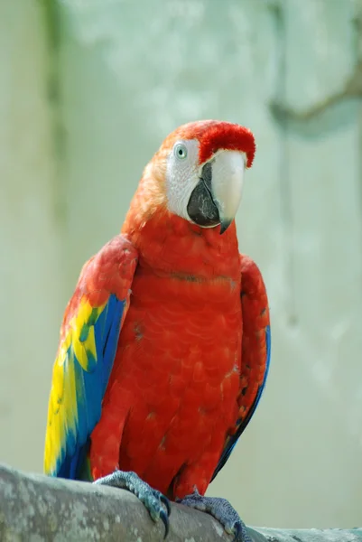 Παπαγάλος μακώ — Φωτογραφία Αρχείου