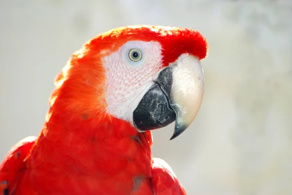 Папуга портрет — стокове фото