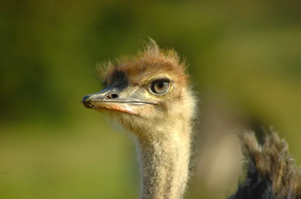 Ostrich head portrait — Stock Photo, Image