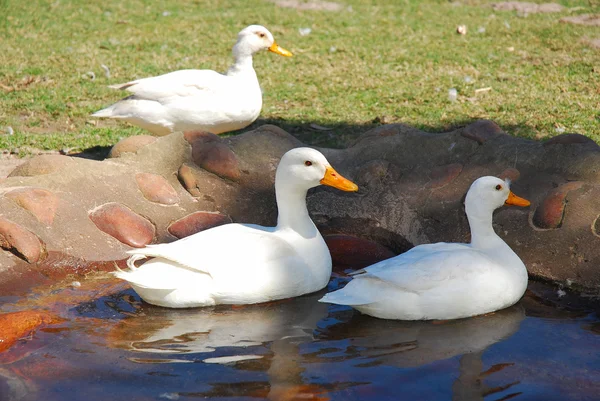 Patos en estanque — Foto de Stock