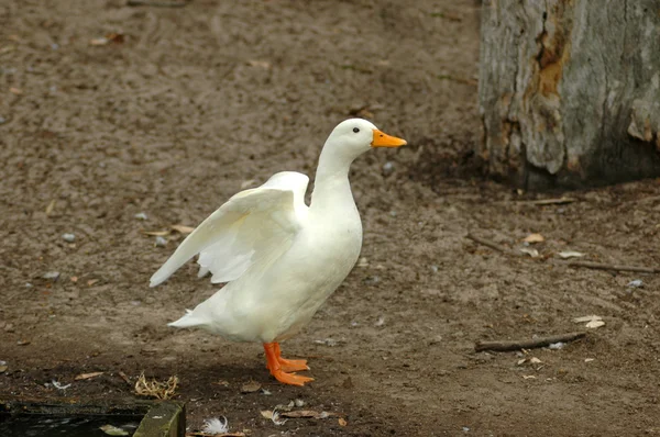 Active duck — Stock Photo, Image