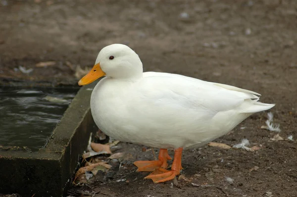 Beyaz ördek — Stok fotoğraf