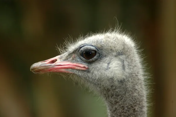 Ostrich head portrait — Stock Photo, Image