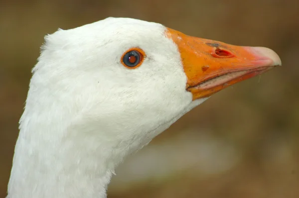 Portrait profil d'oie blanche — Photo