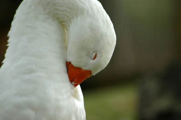 White goose