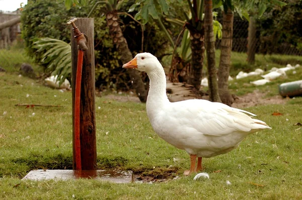 Goose on the farm — Stock Photo, Image