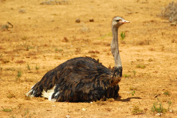 Ostrich male resting on farm — Stock Photo, Image