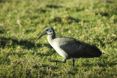 Afrika hadeda Ibis