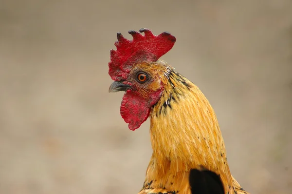Rooster head portrait — Stock Photo, Image
