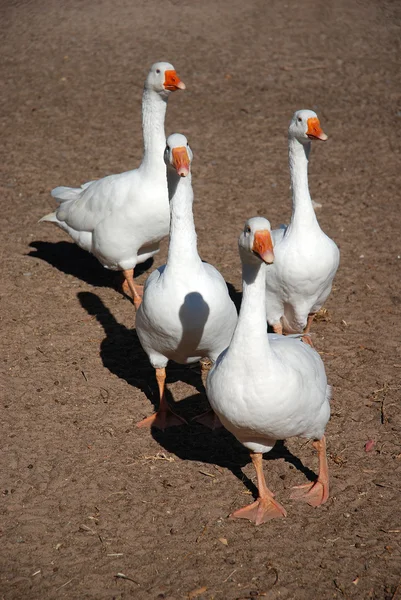 Белые гуси — стоковое фото