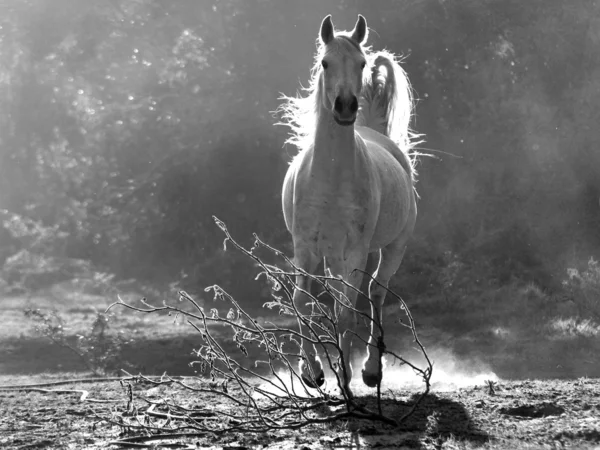 Cavalo selvagem branco — Fotografia de Stock