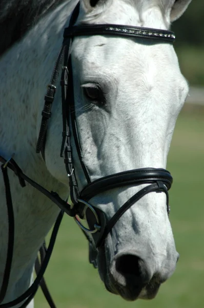 Horse face close — Stock Photo, Image