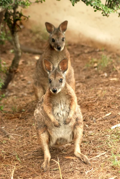 stock image Kangaroo