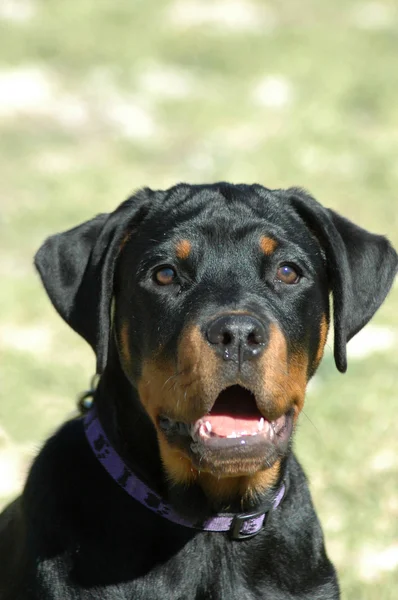 Rottweiler retrato de cachorro — Fotografia de Stock
