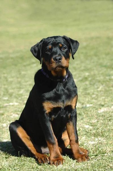 stock image Rottweiler puppy