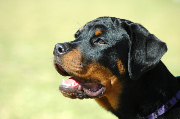 Rottweiler puppy portrait